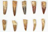Lot: -, Bargain Spinosaurus Teeth - Pieces #87844-1